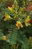 Caesalpinia gilliesii