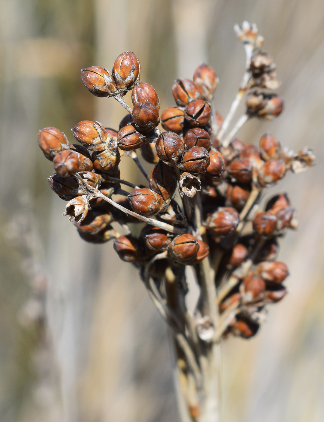 Изображение особи Juncus acutus.