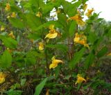 Impatiens noli-tangere