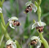 Ophrys umbilicata