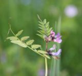 Vicia sepium. Верхушка цветущего растения с муравьем. Калужская обл., Боровский р-н, окр. дер. Чёлохово, сенокосный луг на старой залежи. 7 июня 2020 г.