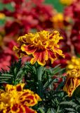 Tagetes patula