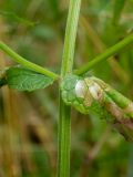 Scutellaria galericulata