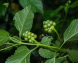 Lantana camara. Часть побега с незрелыми соплодиями. Краснодарский край, МО город-курорт Сочи, Адлерский р-н, м-н Адлер, окр. устья р. Мзымта. 6 октября 2019 г.