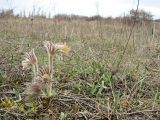 Pulsatilla ucrainica. Цветущее растение (цветовая вариация) в песчаной степи. Украина, Донецкая обл., Константиновский р-н, РЛП \"Клебан-Бык\". 04.04.2010.