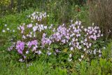 Cyclamen persicum