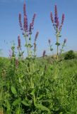 Salvia tesquicola