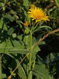 Sonchus arvensis. Верхушка побега с распустившимся и нераспустившимися соцветиями. Магаданская обл., г. Магадан, мкр-н Пионерный, на обочине дороги. 10.09.2014.