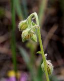 Helianthemum nummularium