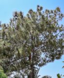Pinus canariensis. Крона взрослого дерева. Египет, мухафаза Александрия, г. Александрия, в культуре. 02.05.2023.