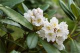 род Rhododendron. Соцветия и листья. Санкт-Петербург, Курортный р-н, г. Сестрорецк, парк \"Дубки\". 23.06.2023.