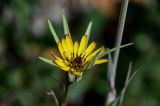 род Tragopogon