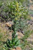 Verbascum gossypinum. Цветущее растение. Армения, Вайоц Дзор, окр. монастыря Спитакавор, каменистый склон. 02.05.2013.