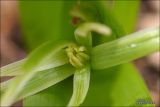 Colchicum umbrosum