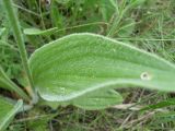 Plantago urvillei. Опушение листа. Ростовская обл., Персиановская степь, окр. станицы Красюковская, склон балки. 23 мая 2011 г.