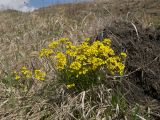 Draba sibirica