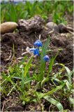 Scilla siberica. Цветущее растение на клумбе. 19 мая 2012 г.