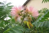 Albizia julibrissin