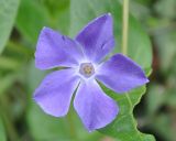 Vinca major