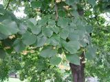 Tilia cordifolia. Ветвь цветущего дерева. Москва, территория Кремля, Тайницкий сад. 15.06.2012.