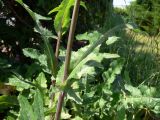 Sonchus arvensis