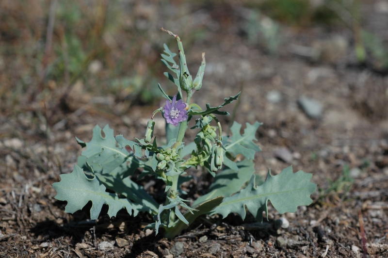 Изображение особи Lactuca undulata.