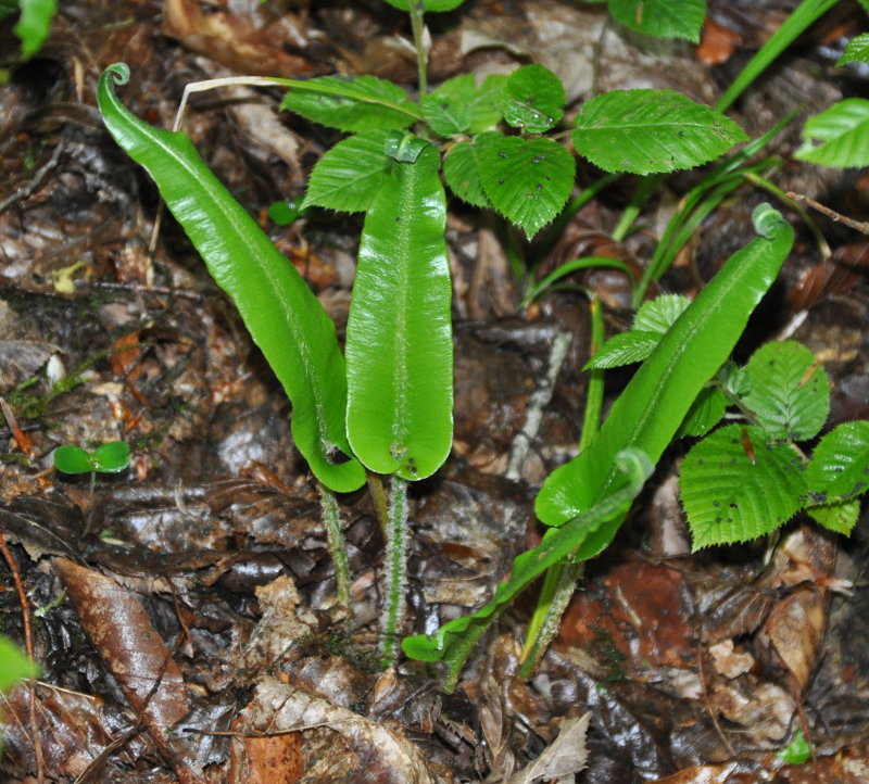 Изображение особи Phyllitis scolopendrium.