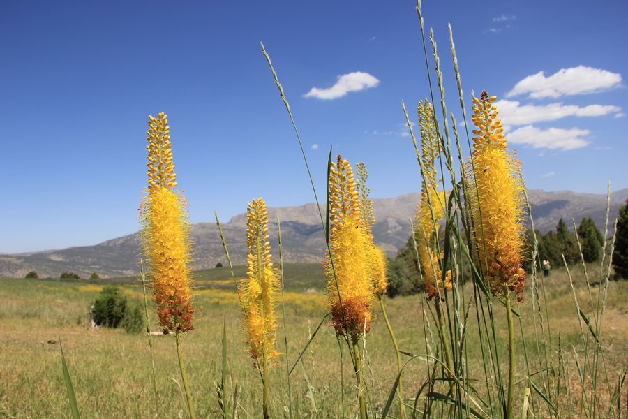 Изображение особи Eremurus stenophyllus.