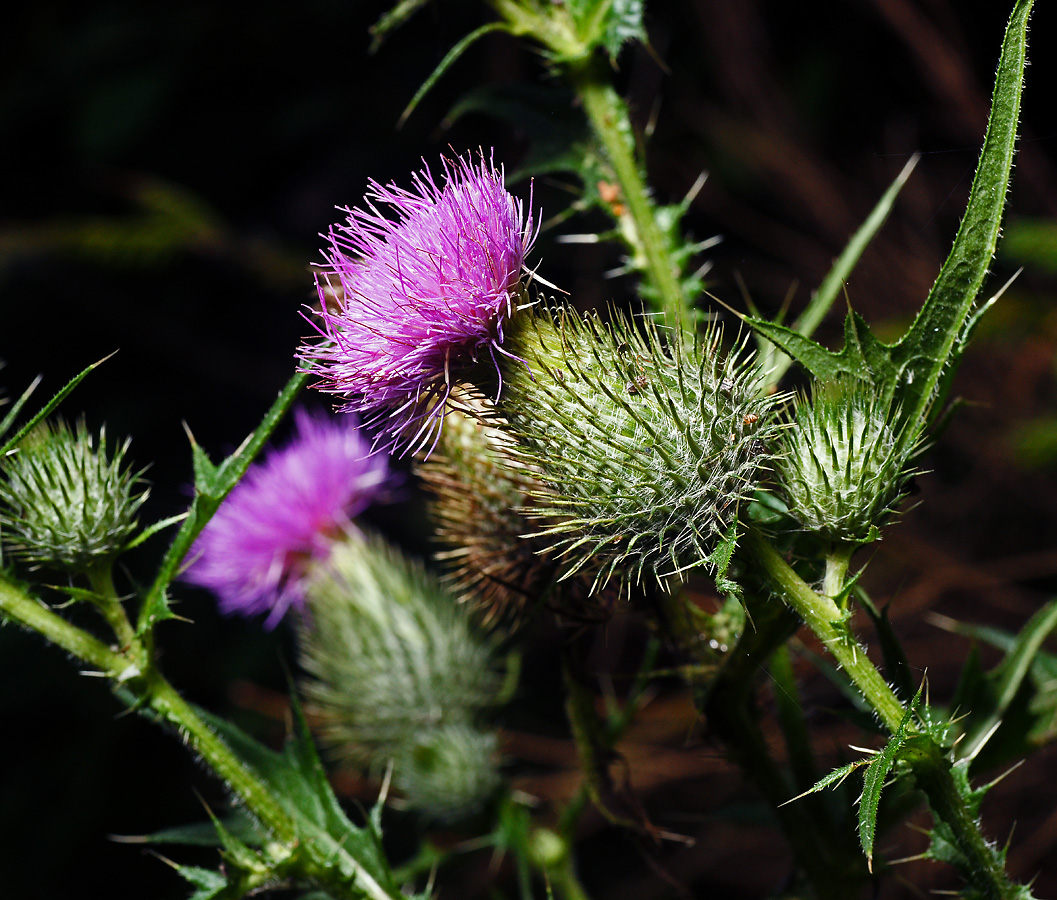 Изображение особи Cirsium vulgare.