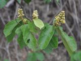 Microcos paniculata. Верхушка ветви с соцветиями. Таиланд, остров Пханган. 22.06.2013.