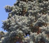 Picea pungens форма glauca. Средняя часть кроны. Германия, г. Bad Lippspringe, в культуре. 02.02.2014.
