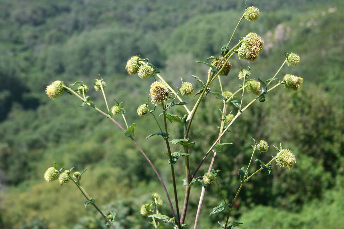 Image of Alfredia cernua specimen.