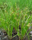 Carex vesicaria. Плодоносящие растения. Архангельская обл., Вельский р-н, окр. пос. Усть-Шоноша, берег р. Вель. 20.07.2011.