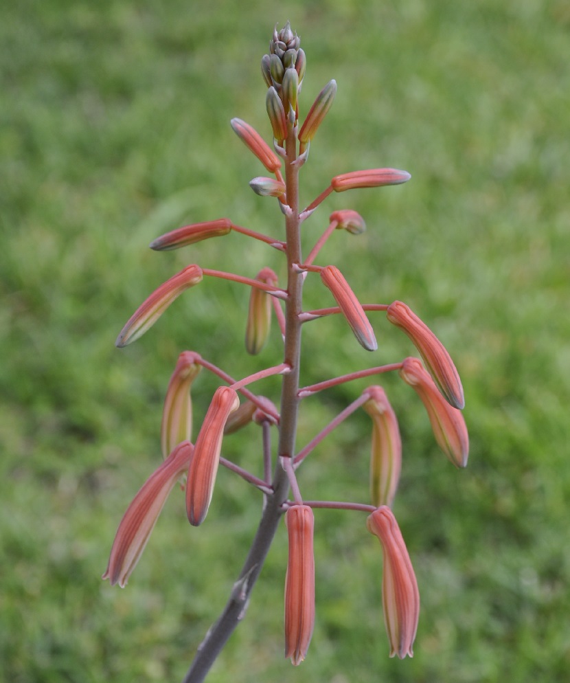 Изображение особи Aloe aristata.