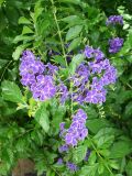 Duranta erecta