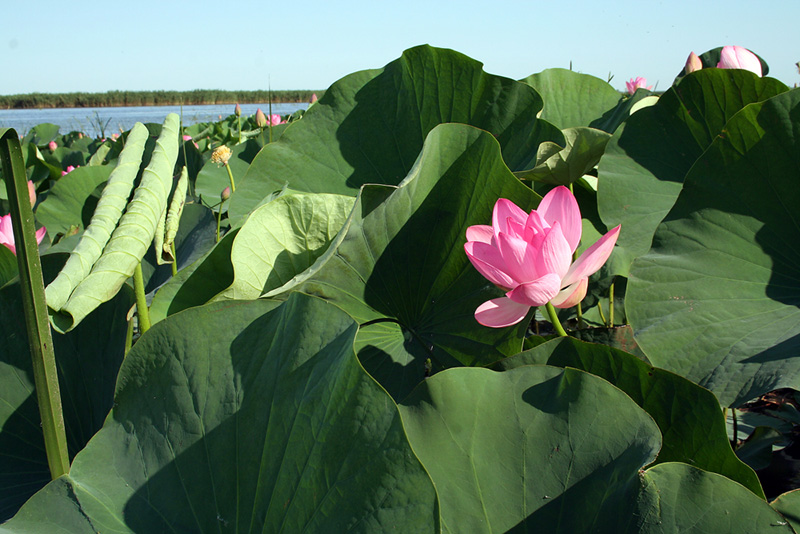 Изображение особи Nelumbo caspica.