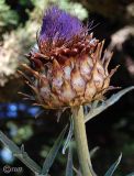 Cynara scolymus