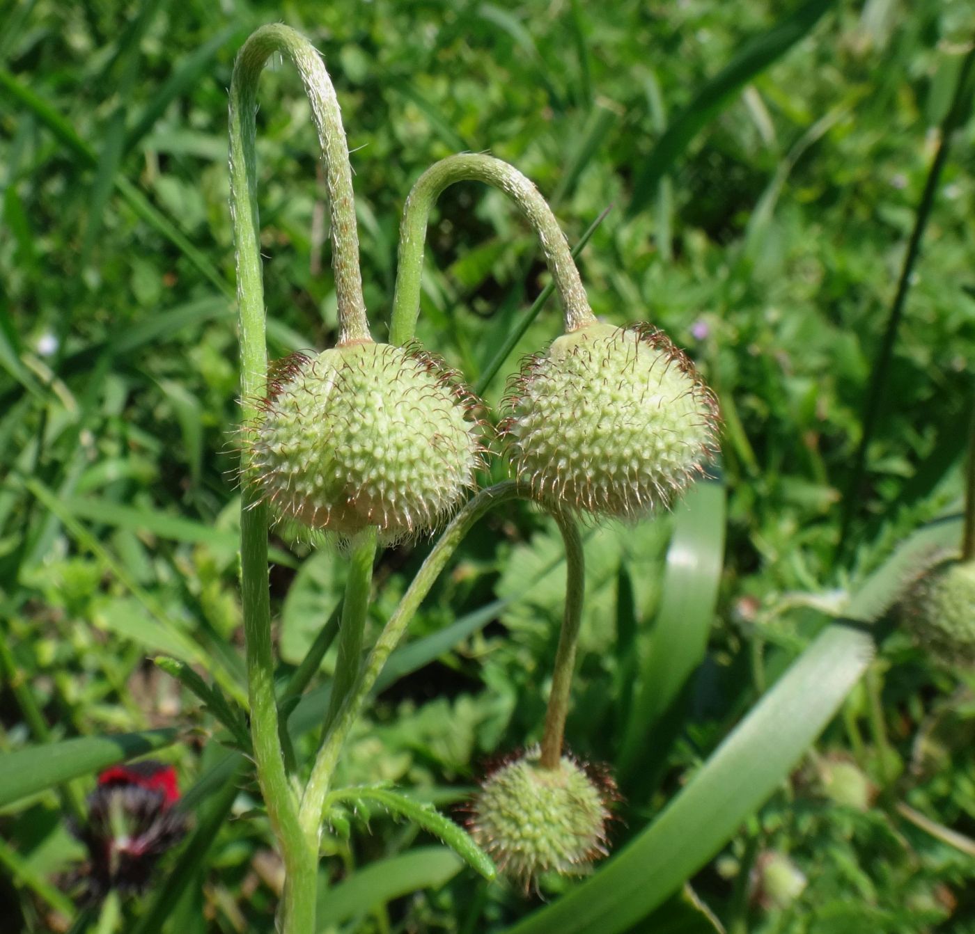 Изображение особи Papaver ocellatum.