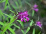 Melampyrum setaceum