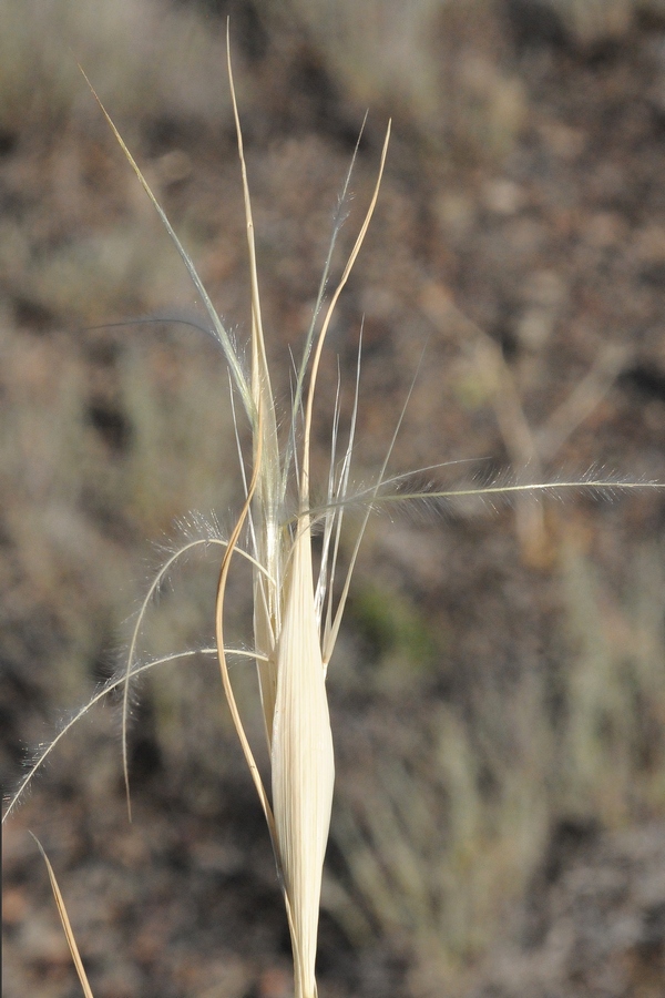 Изображение особи Stipa drobovii.