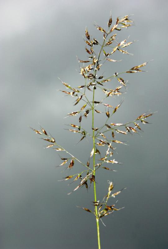 Изображение особи Trisetum sibiricum.