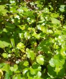 Hydrocotyle ramiflora