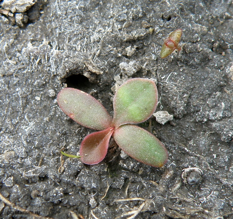 Изображение особи Limonium scoparium.