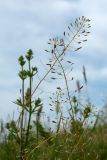 Draba nemorosa. Соплодия с вызревшими плодами. Псковская обл., Печорский р-н, окр. дер. Изборск, Труворово городище, северный склон вала, суходольный луг на карболитозёме. 28.05.2016.