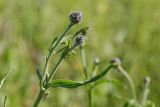 Centaurea scabiosa