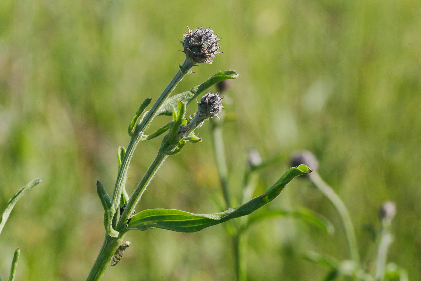 Изображение особи Centaurea scabiosa.