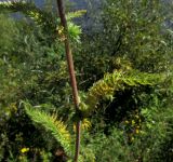 Achillea kuprijanovii