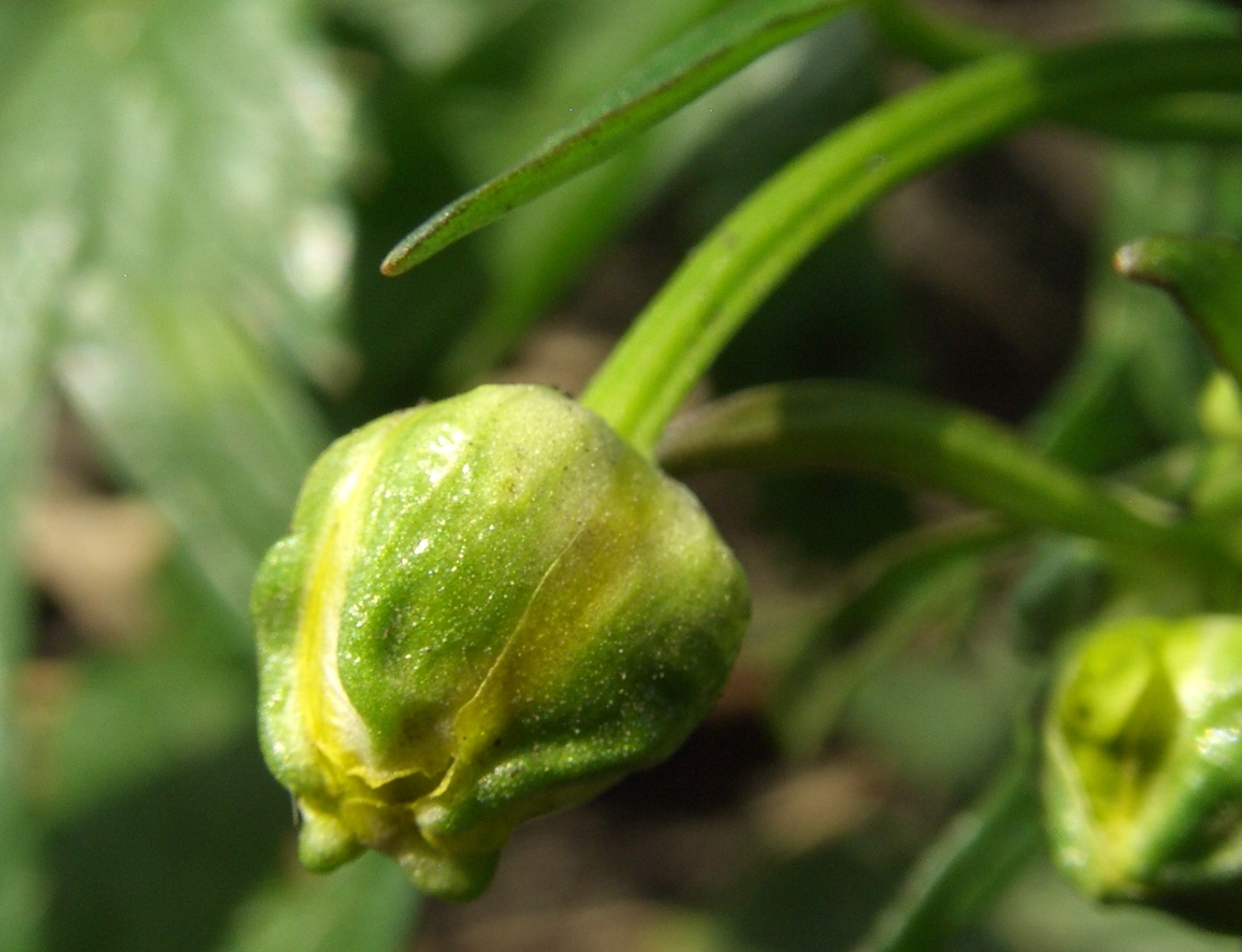 Изображение особи Ranunculus repens.