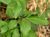 Hedera colchica