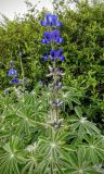 Lupinus pilosus